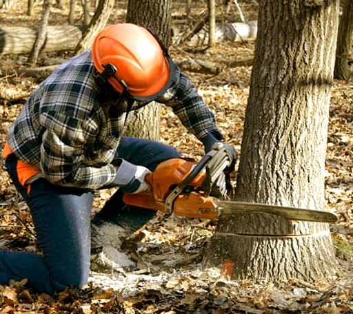 Tree Removal in Branscomb, CA